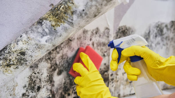 Best Emergency Mold Remediation in USA